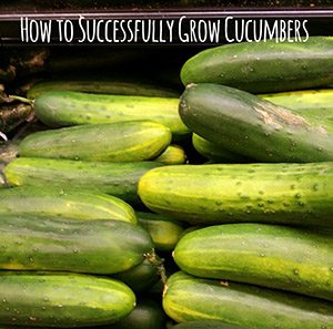 How to Successfully Grow Cucumbers in your garden