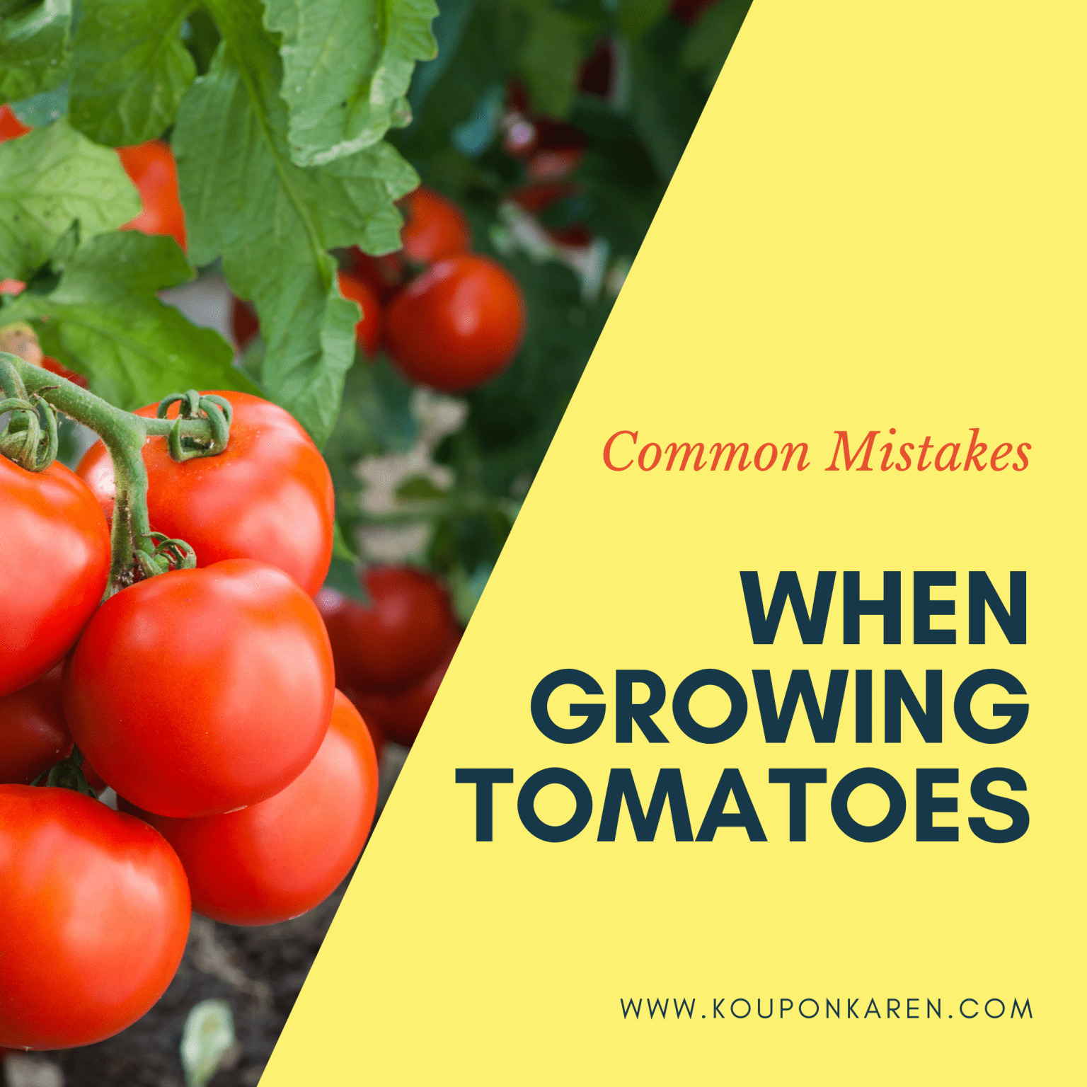 Common Mistakes When Growing Tomatoes - Koupon Karen - Tomatoes